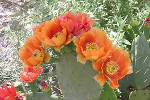 Grow and Enjoy the Versatile Prickly Pear Cactus | LoveToKnow