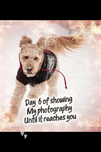 Day 6 of showing my photography until it reaches you…..yes I pretty much do. 📸🐶🐾. # petphotography #chicagophotographer