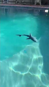 Baby Shark Dance 🦈🎶 | Fun Kids Song