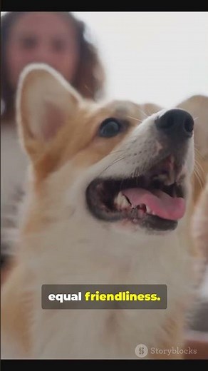 Why Do Dogs Wag Their Tails? The Shocking Reason Pet Owners Never Knew!