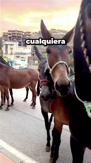 The mule that defied the impossible