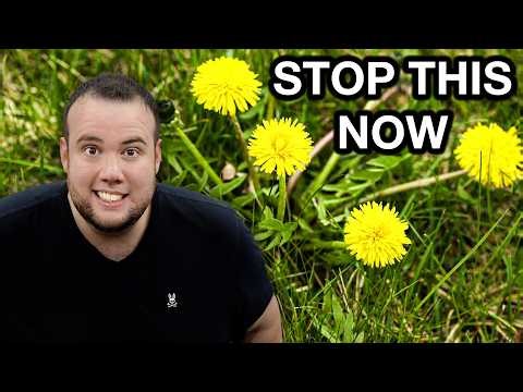How to Kill Dandelions in 24 Hours