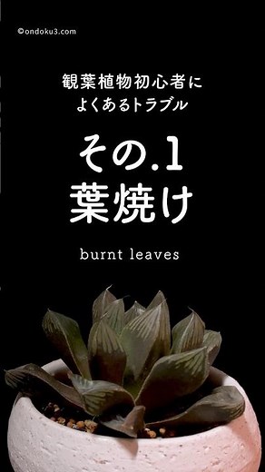 [For beginners] 5 common troubles with foliage plants! Burned leaves