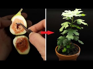 FIG TREE Growing From Seed TIME LAPSE - 145 Days