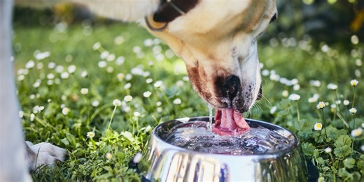 11 common signs your dog has heatstroke