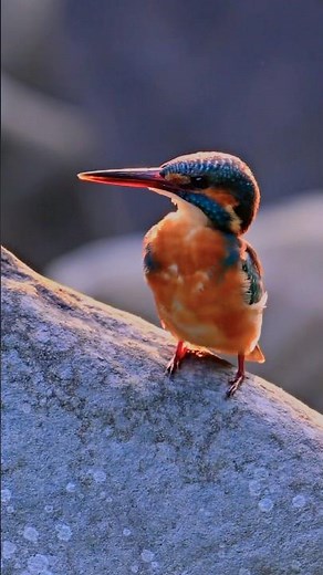 Nature’s Assassin: The Kingfisher