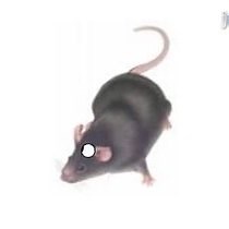 Patch Clamp Recordings from Mouse Retinal Neurons in a Dark-adapted Slice Preparation