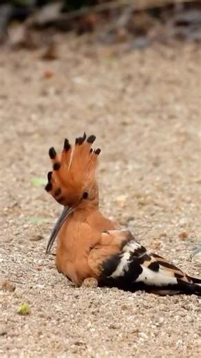 Jean-Pierre Le Roux on Instagram: "Common Hoopoe (Upupa epops) The odd shape, erratic flight, and remarkable mutualistic adaptations of the Common Hoopoe have fascinated me since the very beginning of my guiding career. I’ve always seen them as a good-luck omen in the bush—interestingly, the exact opposite of how they were once viewed in parts of Europe, where they were considered birds of ill omen. My only misfortune with this species is that, after 26 years, the two hoopoe species were lumped 