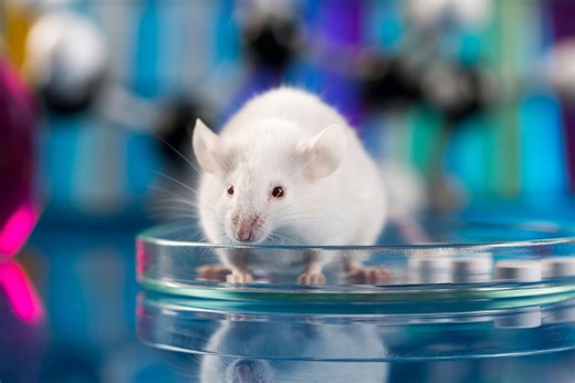 Scientists tried to clone mice indefinitely. Here’s what they found