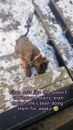 2025 recap with the briard gang siren and Voodoo, Molly and Piper the golden retriever crew, and Pandora the Caucasian shepherd #dogsofinstagram #dogtraining #briard #goldenretriever #recap | Painted Dog Training Co