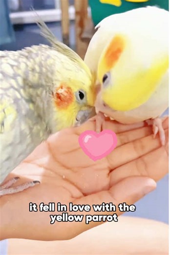 Love Tokens: Parrots and Their Beautiful Feathers