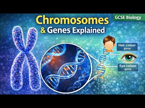 Chromosomes & Genes Made Easy | Full Lesson