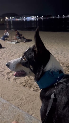 버스킹에 빠진 강아지