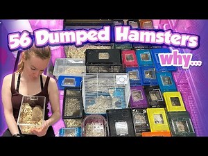 Rescuing 56 Dumped Hamsters! | Munchie's Place