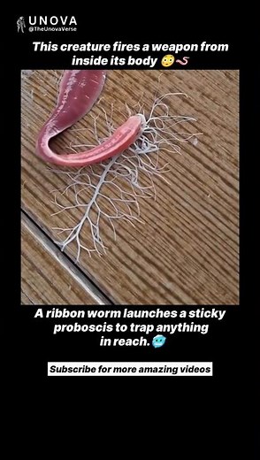 This Worm Shoots a Living Harpoon 😳🐍