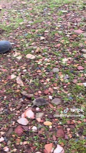 Encuentro con una Musaraña en la Naturaleza