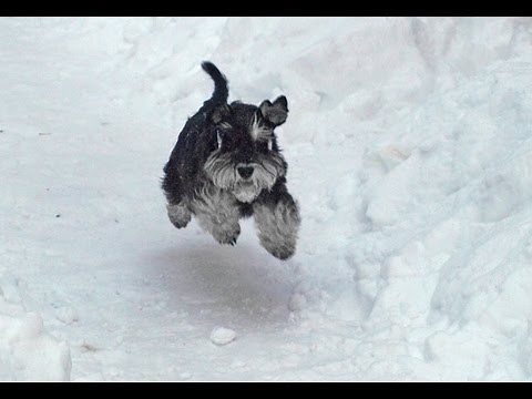 Miniature Schnauzer in Snow