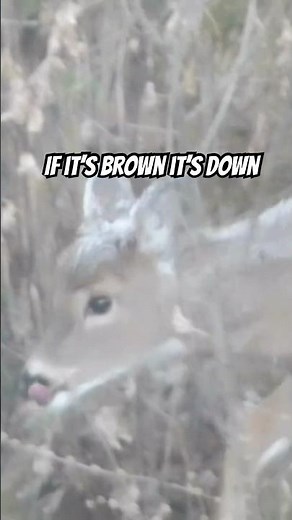 If it’s brown, it’s down 🤣 Deer Hunting Jokes