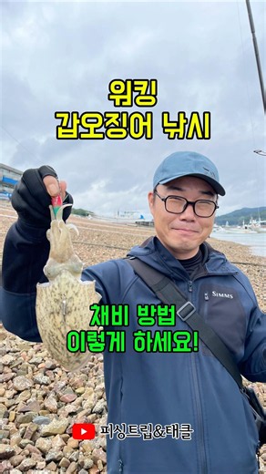 워킹 갑오징어 낚시 | 채비 방법 이렇게 하세요! #워킹갑오징어낚시 #갑오징어낚시채비 #갑오징어채비방법 #버림봉돌채비