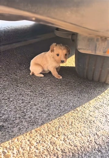 Adopting a New Puppy: A Heartwarming Journey