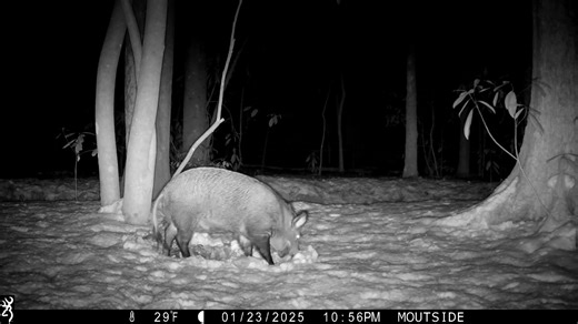 4.5K views · 47 reactions | A hidden trail camera braves a blizzard to capture raw and rare wildlife moments! From deer battling the snow to a stealthy bobcat and wild hogs on the move, this footage reveals how animals survive and thrive in extreme winter conditions. #TrailCamera #WinterWildlife #Bobcat | Ellen Roman | Facebook