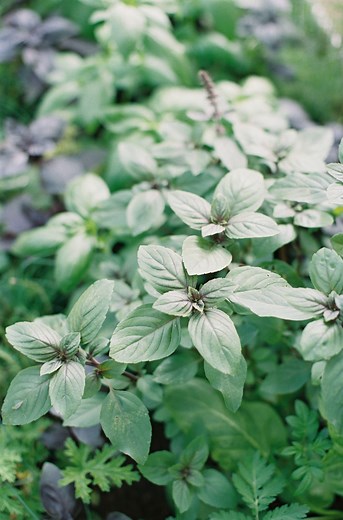 How to Get More Leaves from Your Basil Plants • Gardenary
