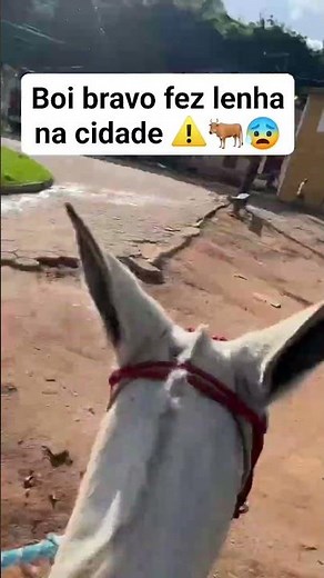 Bull chasing residents! 🐂🏙️😳