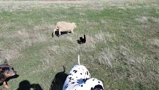 The Truth About Cats and Shiny the Disabled Sheep