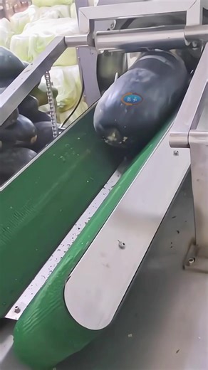 Efficient Wax Gourd Processing Line for Peeling and Segmenting