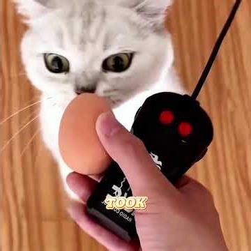 🧲😾Pranked the cat with fake cat poop, but got owned instead?#pets #cute #lovely #shorts
