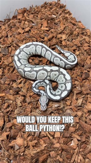 Would you KEEP this Ball Python😍🔥🐍