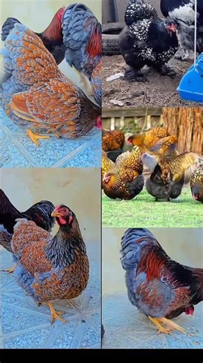 Beautiful Chickens in the World | Eng chiroyli tovuqlar