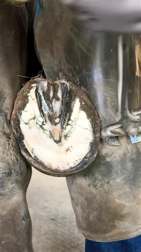 Effective Hoof Trimming Techniques for Horse Care