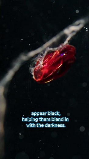 Meet a new comb jelly! | #shorts