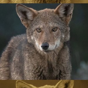 A two-year-old endangered red wolf named Muppet was killed by a vehicle strike. He died not far from where his father was killed just six months earlier on North Carolina’s Highway 64. And he was the fifth red wolf to be killed by a vehicle strike in just 10 months. Fewer than 25 red wolves remain in the wild. Help secure a safer future for red wolves by joining the campaign to build a wildlife crossing in the heart of their home in North Carolina. A generous donor has already pledged to contrib