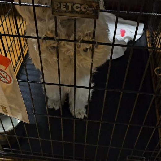 🐾 Meet Hermes! 🐾 This adorable 11 lb Shih Tzu–Havanese mix is around 3 years old and ready for a fresh start! 💙 Hermes came to Wags 2 Wishes from an overcrowded southern Illinois shelter. He’s still settling in, but one thing’s for sure — this sweet little guy deserves all the love, stability, and cuddles a forever home can give. If you’re looking for a small companion with a big heart, Hermes might just be your perfect match. 💕 ✨ Kid (16 ) meets welcome 🐶 Dog meets welcome 📍 Plainfield, I