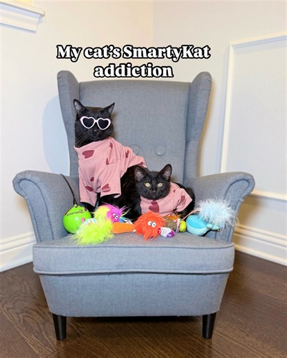SmartyKat on Instagram: "Why does it feel like Mersha’s been secretly online shopping? 😹 Every day there’s a new toy, and he’s acting like he paid for it himself. Find SmartyKat @Walmart during Pet Month and beyond—because your cat deserves a cart full of fun. 🛒🐾"