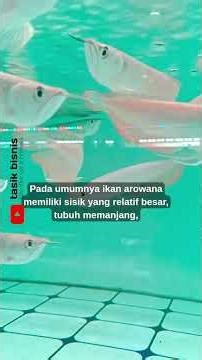 Let's Get to Know Silver Arowana #youtubeshorts #arwana #silverred arowana