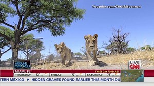Lions vs. Robot Camera