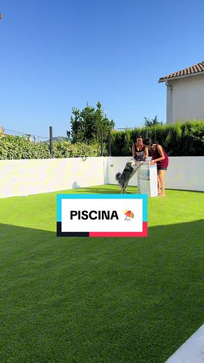 Diversión en la piscina con Border Collie