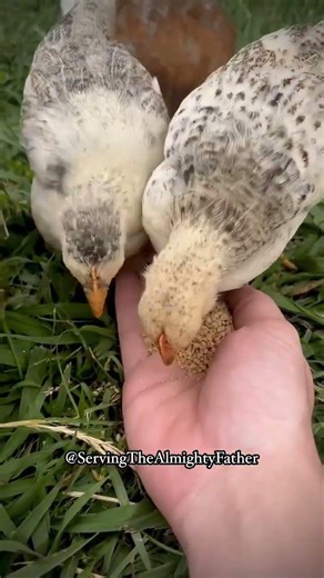 God is Good: Feeding Some Chicks on the Homestead