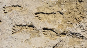 TONIGHT, Wednesday, December 10, join Wyoming PBS at 8 p.m. for ICE AGE FOOTPRINTS from NOVA! Ancient footprints in New Mexico’s White Sands National Park reveal new evidence of Ice Age humans that walked the land alongside enormous ground sloths and mammoths—thousands of years earlier than archaeologists thought people were in the Americas. Tune in tonight at 8 p.m. or stream the program live on the free PBS app! | Wyoming PBS