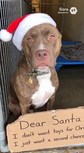 315K views · 25K reactions | Sadly this is the reality for so many pit bulls this holiday season. Please adopt and save a life! | I Love My Pit Bull | Facebook