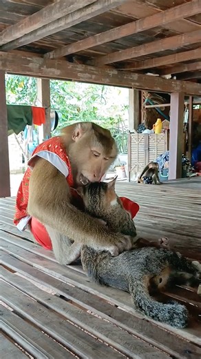 61K views · 2K reactions | Unusual Animal Families Cross Species Harmony Compilation, Animals Video Trending | Sokya Video | Facebook