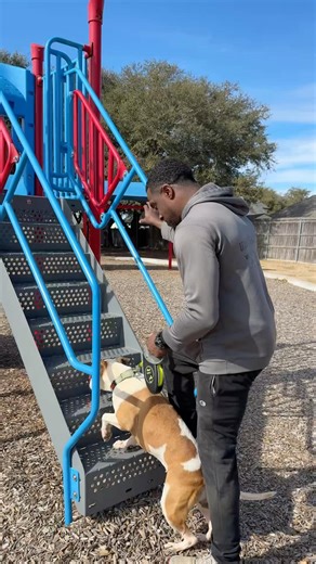 Rescue Pup Goes On the Slide