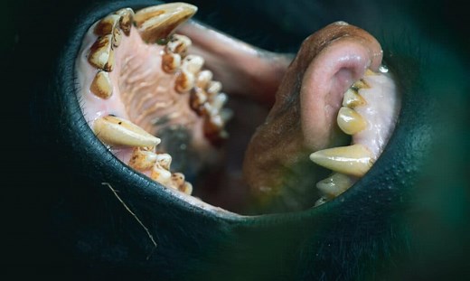 Gorilla Teeth: Their Size and How They Compare with Human Teeth