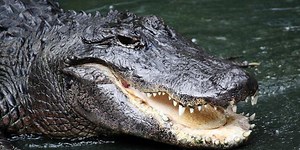 How to be safe when encountering an alligator