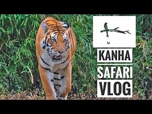 Kanha National Park (Tiger Reserve) Safari Vlog