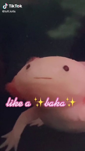 this has been stuck in my head for 3 days help #nugget #cute #axolotl #baka #erenjaeger