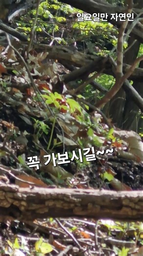 다시 가보는 산삼자리~ #강원도#산삼#산삼산행#산골#산행#자연#야생#nature#행복#강아지#시골살이#버섯산행